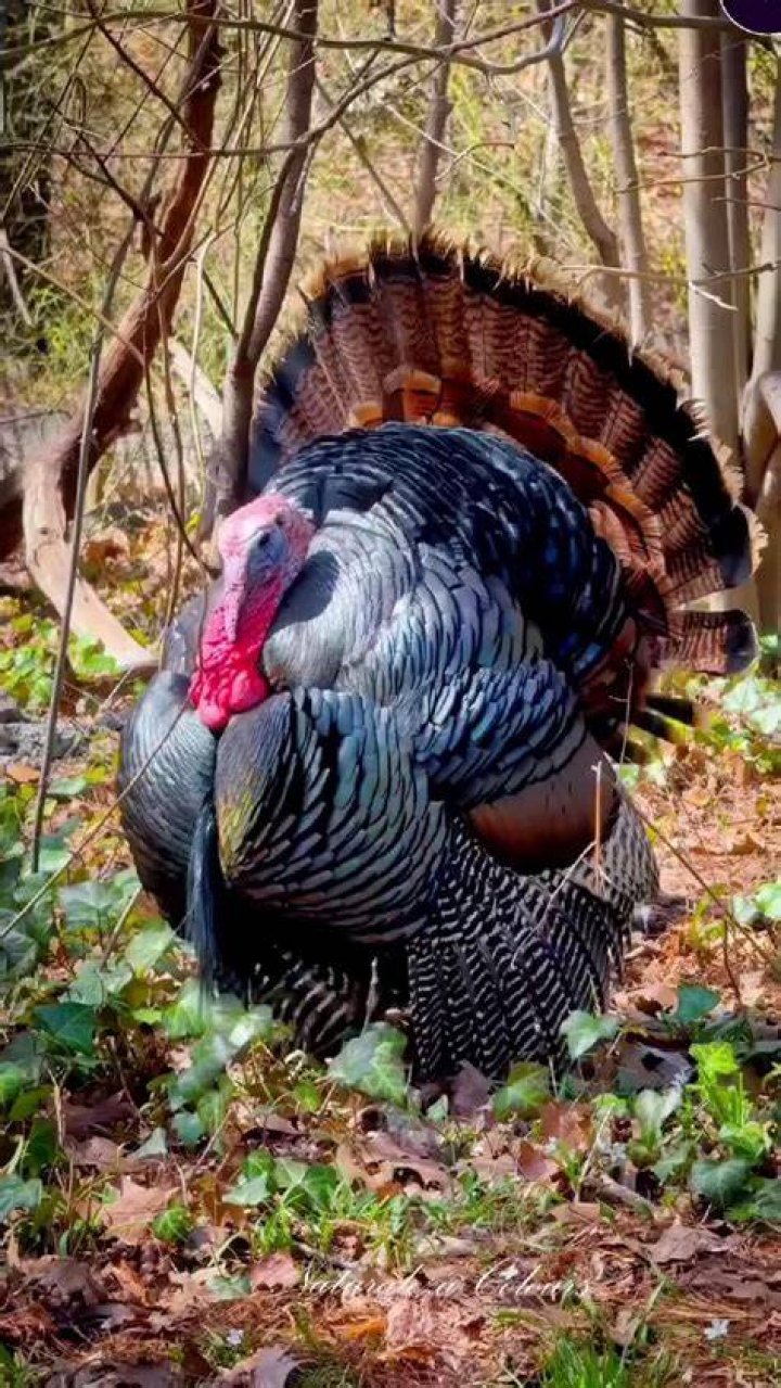 Are turkeys bad for your yard