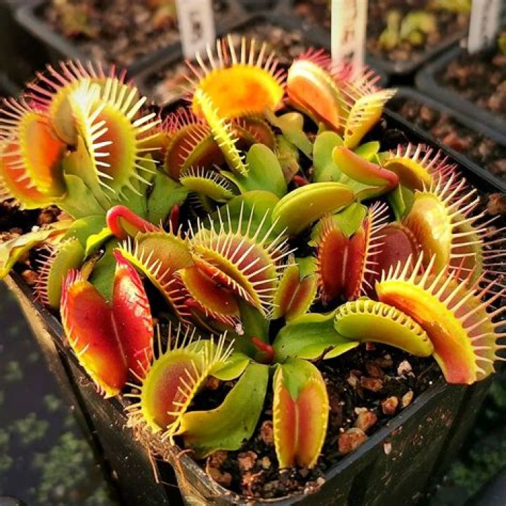Are Venus fly traps dangerous