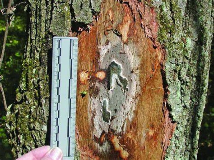 How does a tree get oak wilt